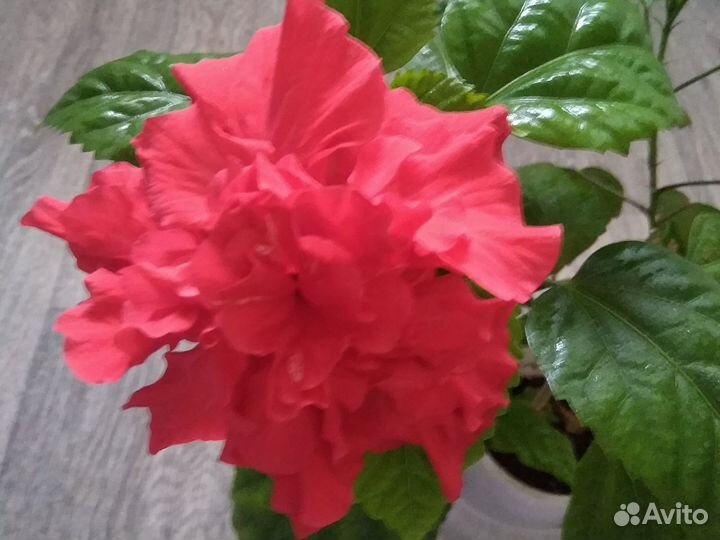 Гибискус (китайская роза)