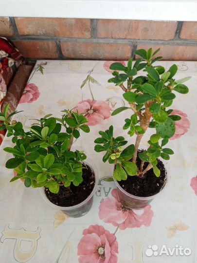 Эуфорбия Миля мелкоцветковая