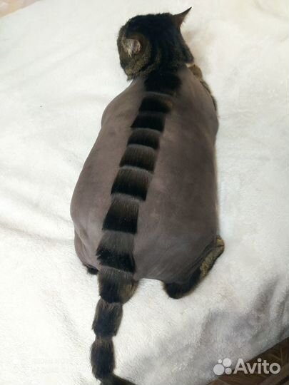 Стрижка собак, кошек(груминг)