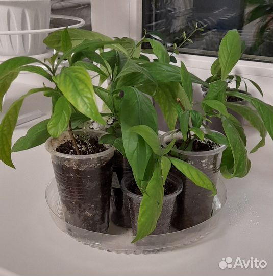 Пахистахис