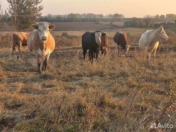 Продам Быков Каров Тёлок