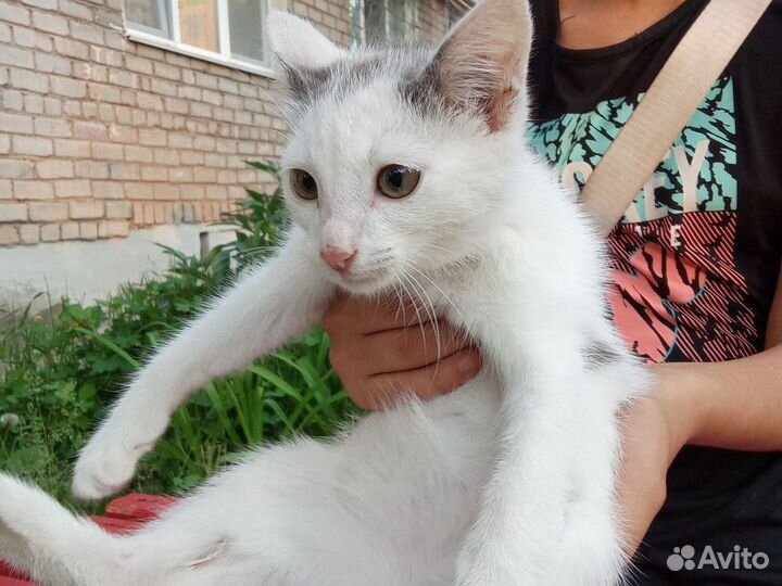 Кошка нетзвестной породы