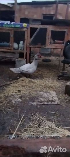 Селезень индоутки