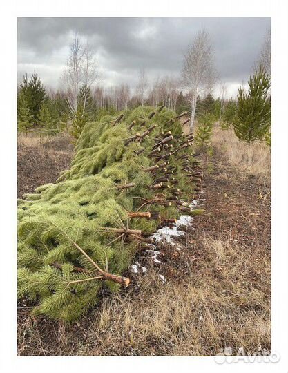 Сосна Оптом