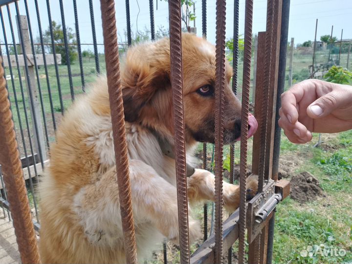 Щенки Московской сторожевой (фото папы и мамы)