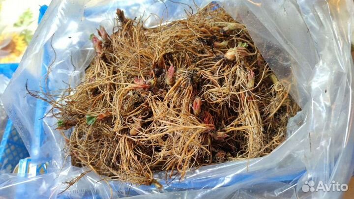 Рассада клубники фриго