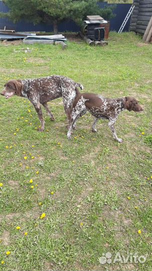 Щенки курцхаара