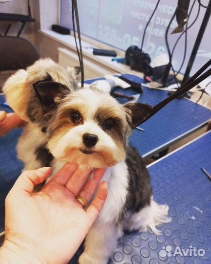 Модели. Стрижка собак