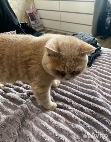 Коты ищут новую семью