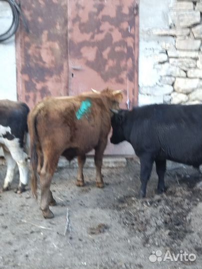 Бычки и быки