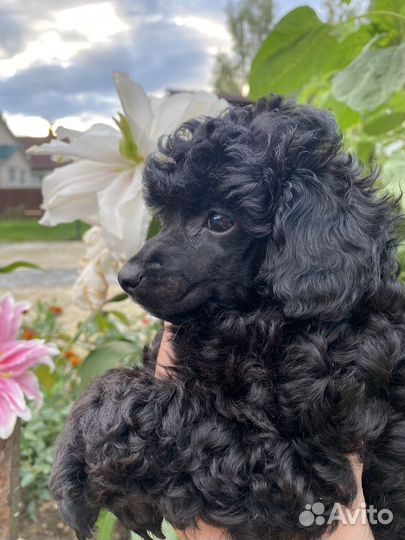 Пудель миниатюра