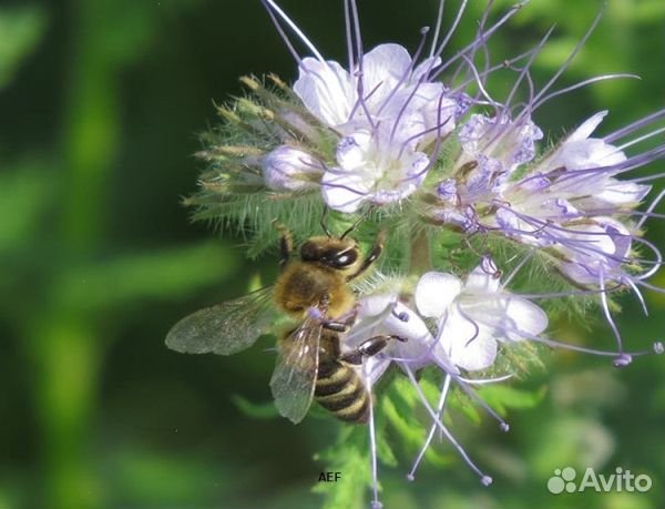 Мед 24 года из Алтая опт