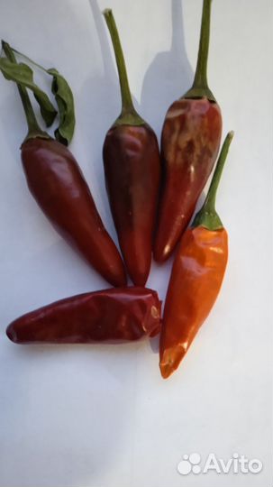 Рассада острого перца