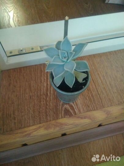 Много комнатных цветов