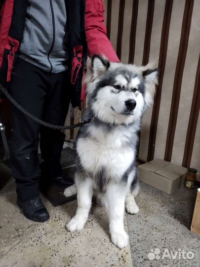 Стрижка собак и кошек