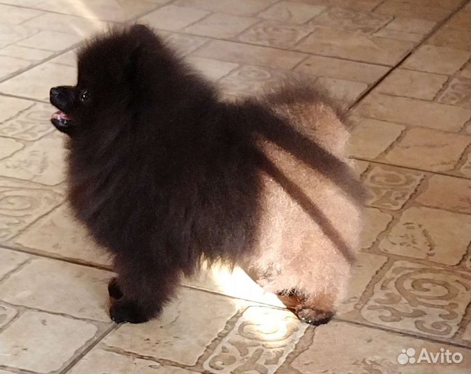 Померанский шпиц мини