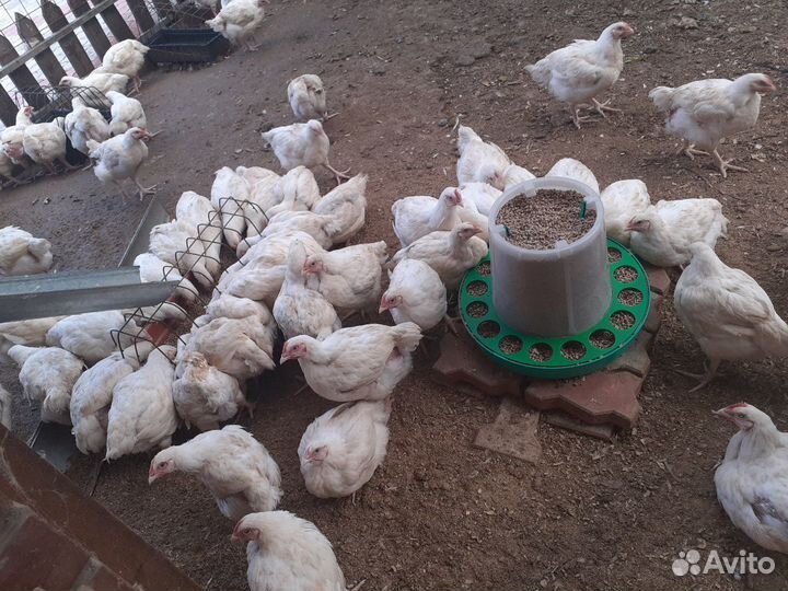 Куры броллеры утки муларды гуси линда