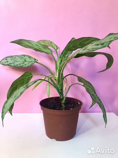 Аглаонема Серебряная королева