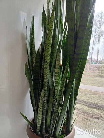 Сансевиерия