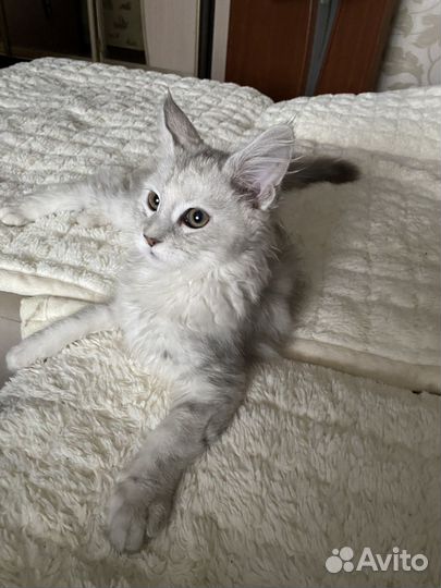 Мейн-кун продам