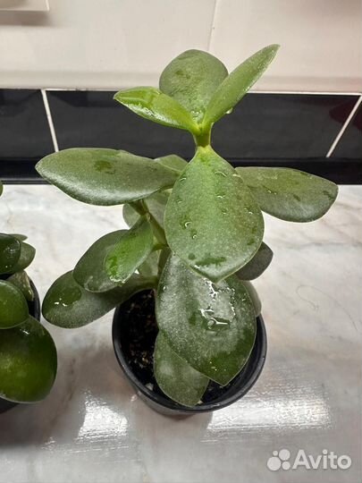 Толстянка (денежное дерево )