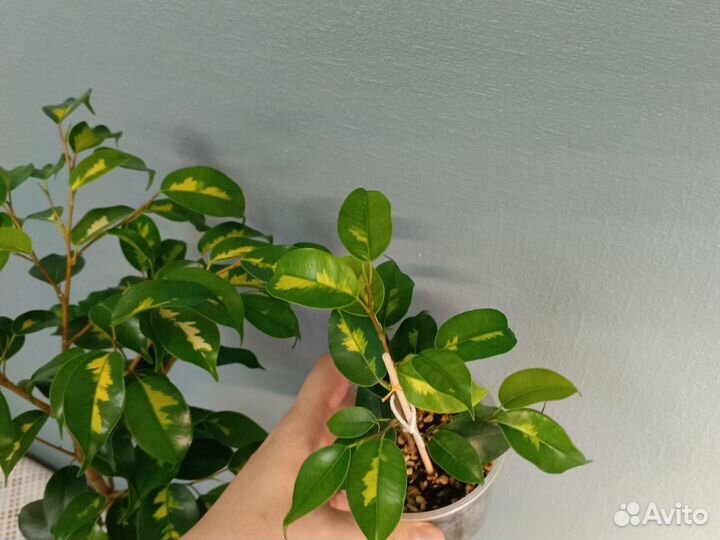 Фикус Блэк даймонд,еллоу голд