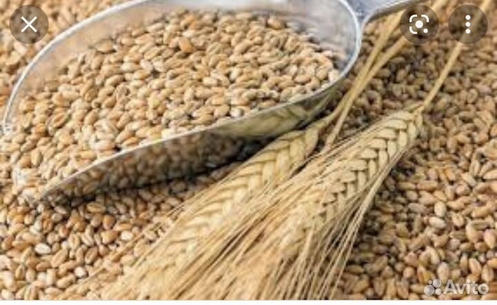 Зерно пшеница