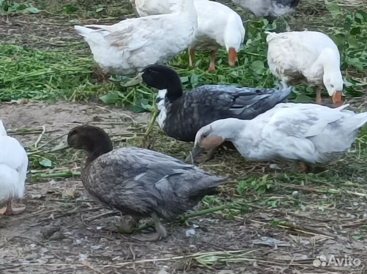 Гуси, утки, индоутки, индюк, кролики белый панон