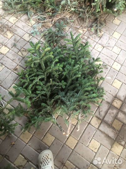 Ель живая лапы пихты