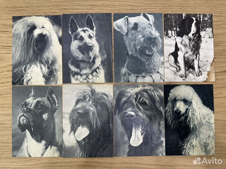 Старинные открытки СССР с собаками 1968-69 гг