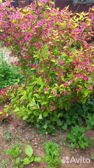 Вейгела, кампсис, лилии