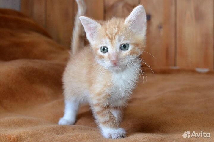 Рыжий-рыжий-полосатый: домашние котята