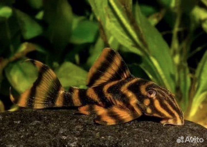 Аквариум с тумбой