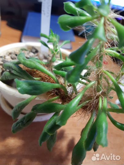 Суккуленты: Адромискусы