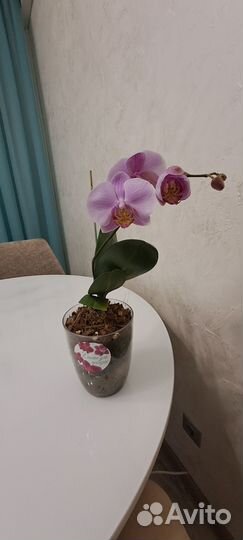 Орхидея Mosella