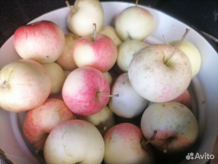 Яблоки Мельба, Ринет Черненко, Антоновка