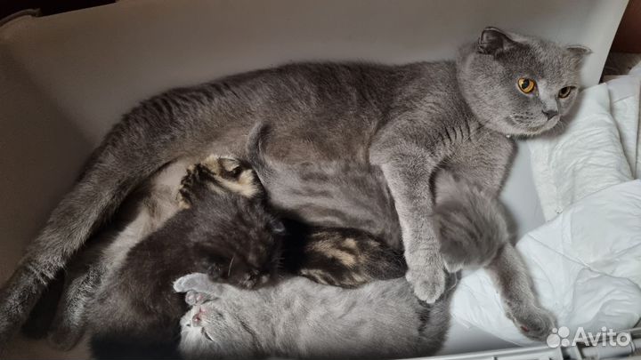 Британские котята