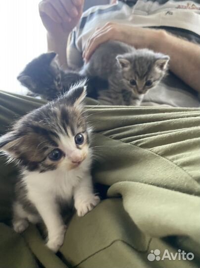 Котята дворянской породы