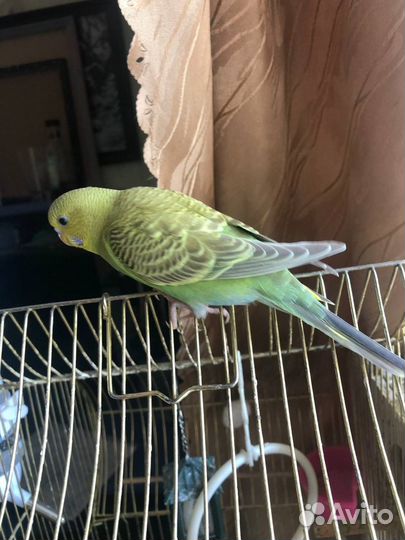 Волнистый попугай