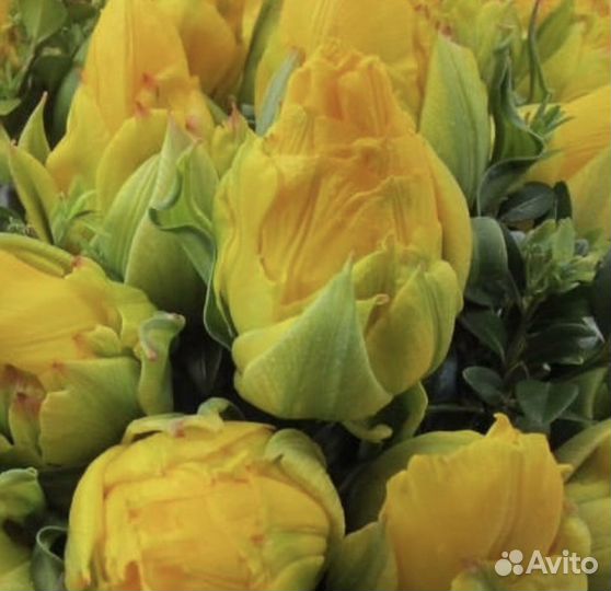 Тюльпаны Нарцисы