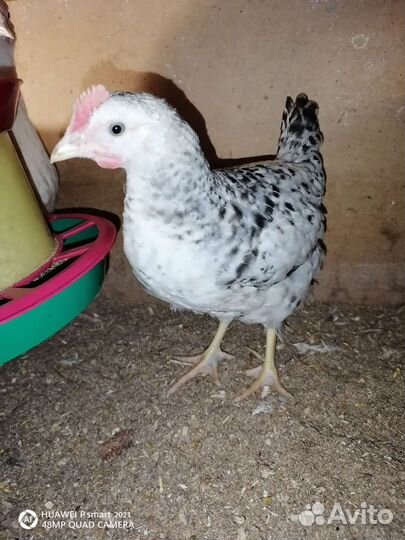 Цыплята кур несушек