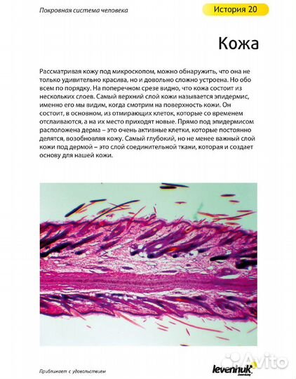 Набор микропрепаратов Levenhuk N80 NG «Увидеть все