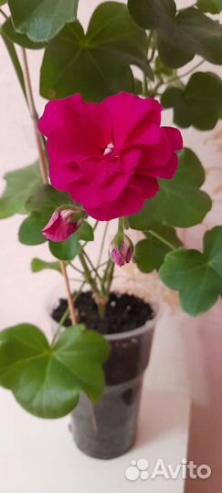 Плющелистная пеларгония герань