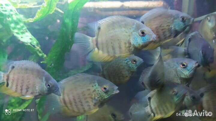 Продам северумов