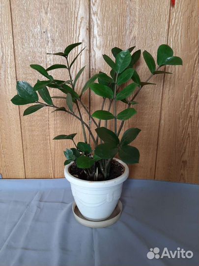 Комнатные растения