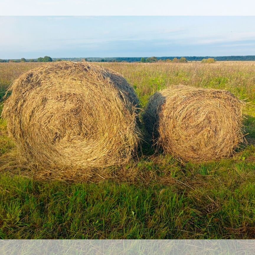 Продам сено в рулонах