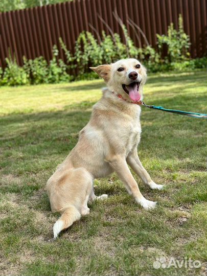 Белочка- собака без лапок ищет своего человека