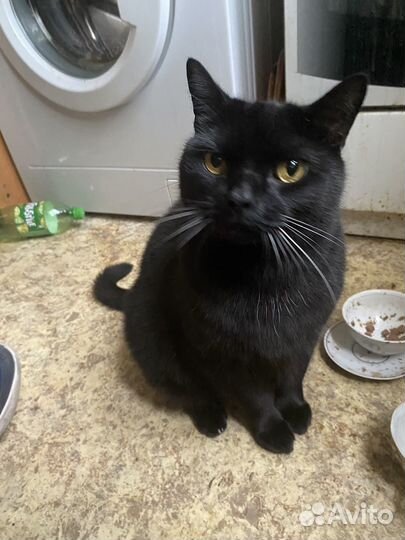 Кот британский в добрые руки