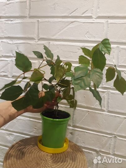 Циссцус березка