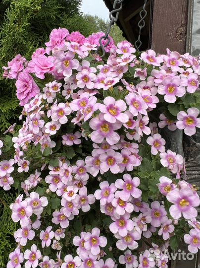 Бакопа вегетативная